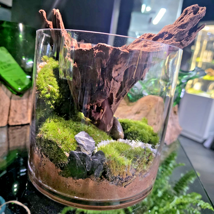 Handcrafted Woodland Moss Terrarium | Low Maintenance Indoor Desk Plant & Decor