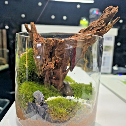 Handcrafted Woodland Moss Terrarium | Low Maintenance Indoor Desk Plant & Decor