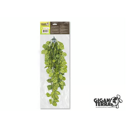 2 X GiganT Pilea Hanging Plant 260 - 70cm-Next Day Delivery