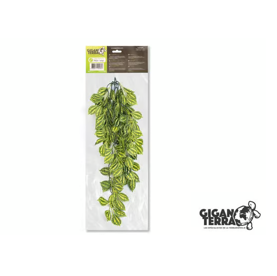 2 X GiganT Pilea Hanging Plant 260 - 70cm-Next Day Delivery