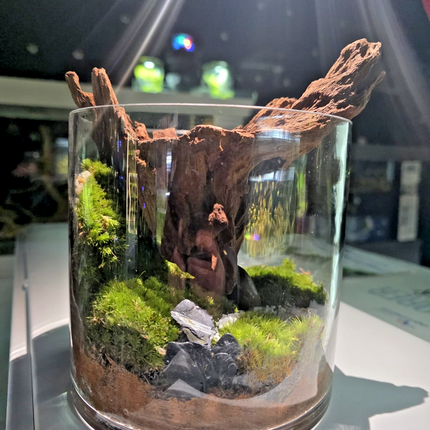 Handcrafted Woodland Moss Terrarium | Low Maintenance Indoor Desk Plant & Decor