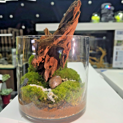 Handcrafted Woodland Moss Terrarium | Low Maintenance Indoor Desk Plant & Decor