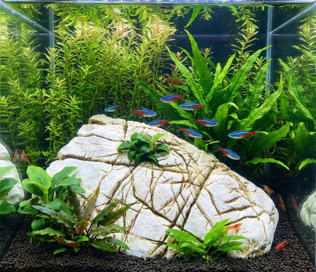 Elephant Skin Aquarium Stone Premium Aquarium Stone for Aquascaping & Hardscape