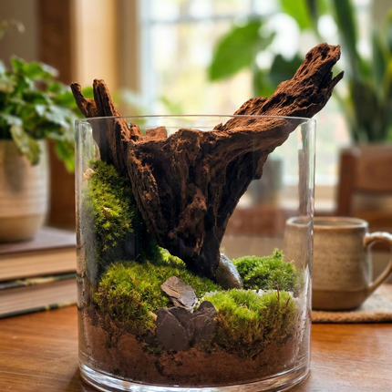 Handcrafted Woodland Moss Terrarium | Low Maintenance Indoor Desk Plant & Decor