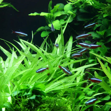 Dennerle Helanthium bolivianum Quadricostatus