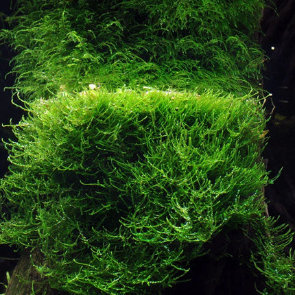 Tropica Taxiphyllum barbieri Java Moss