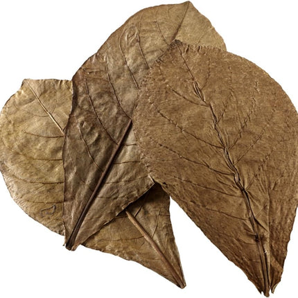 Hobby Nano Catappa Leaves – Indian Almond Leaves (12 Pack)