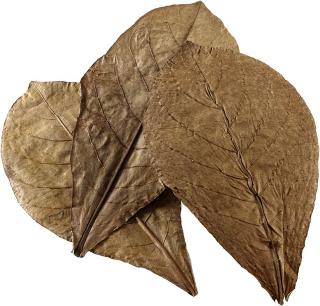Hobby Nano Catappa Leaves – Indian Almond Leaves (12 Pack)
