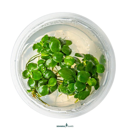 Anubias barteri 'Mini Coin