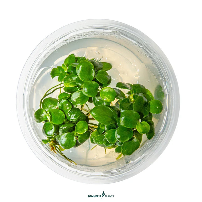 Anubias barteri 'Mini Coin