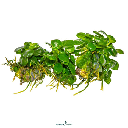 Anubias barteri 'Mini Coin