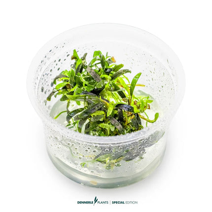 Bucephalandra sp. ‘Velvet Tricolor’