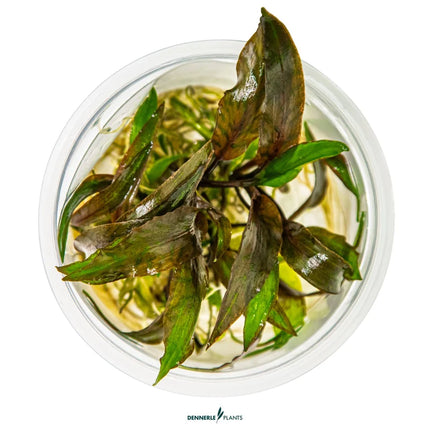 Cryptocoryne nurii 'Rose Maiden'