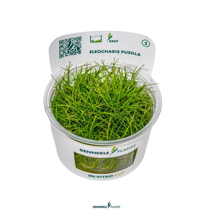 Eleocharis pusilla