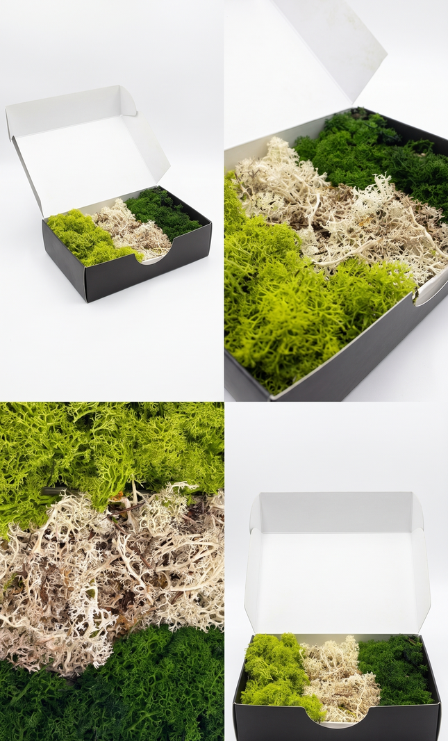 Premium Preserved Terrarium Moss Box