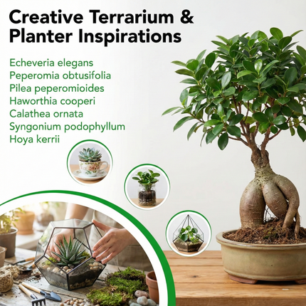 All-in-One Terrarium Kit with Plant