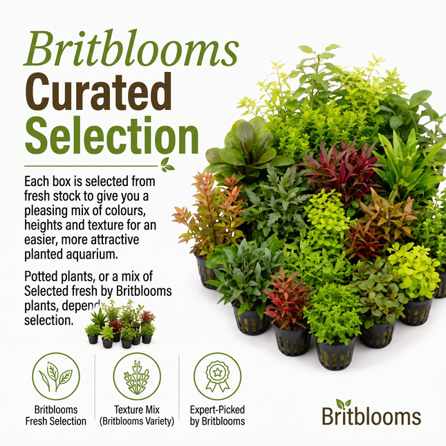 Mixed Box of Aquarium Plants, Expert-Picked for Your Tank
