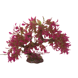 Hugo Bonsai Summer 23Cm