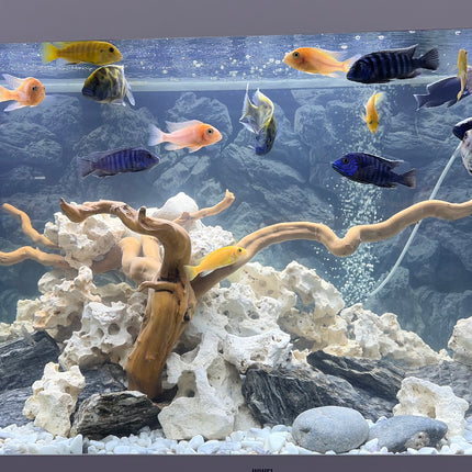 JUWEL RIO 450 LED Aquarium (450L)