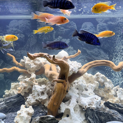 JUWEL RIO 450 LED Aquarium (450L)