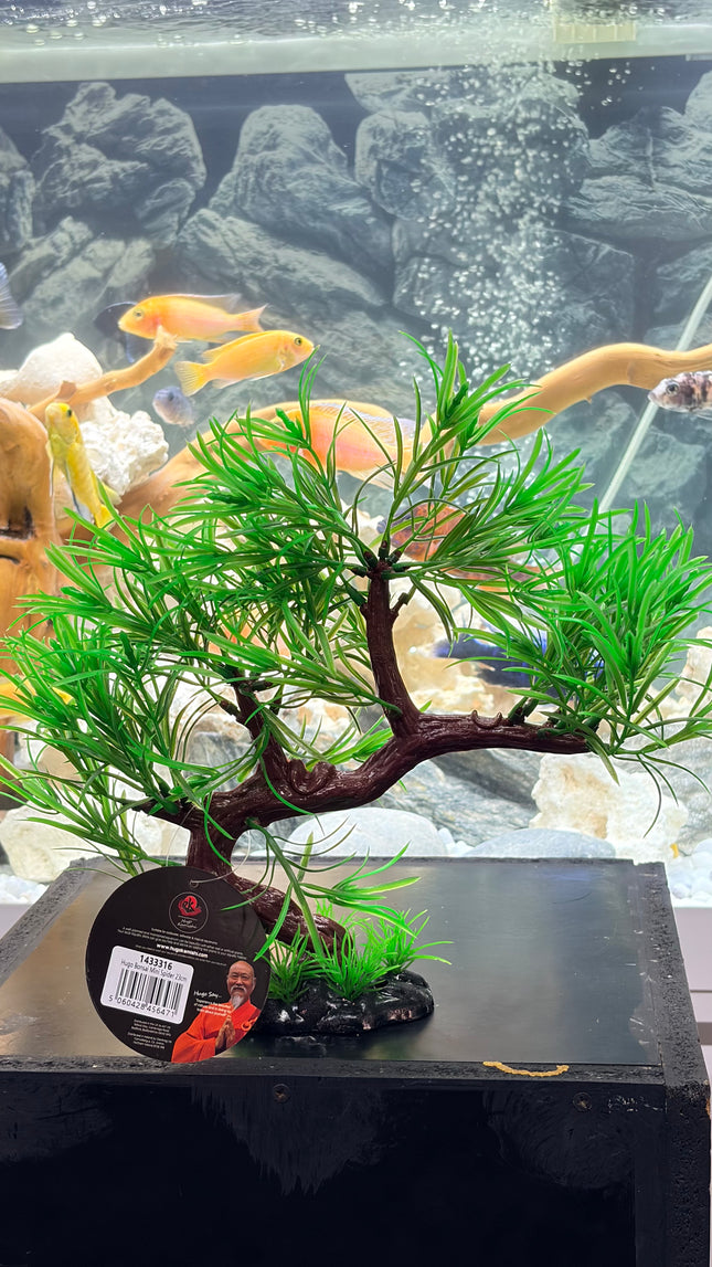 Hugo Bonsai Mini Spider 23 cm