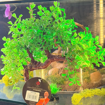 Hugo Bonsai Summer 23 cm