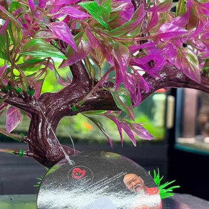 Hugo Bonsai Summer 23Cm
