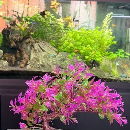 Hugo Bonsai Summer 23Cm