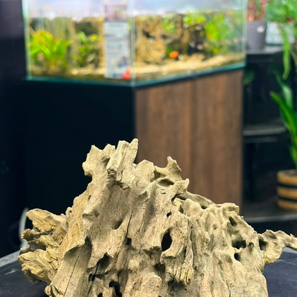 Natural Dragon Wood – Large Centerpiece Aquascaping Driftwood Piece