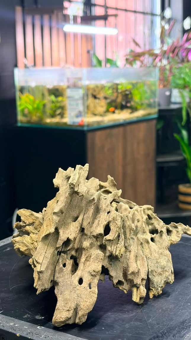 Natural Dragon Wood – Large Centerpiece Aquascaping Driftwood Piece