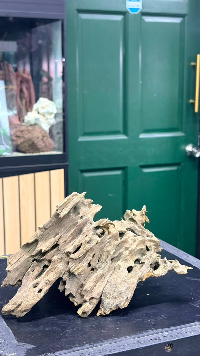 Natural Dragon Wood – Large Centerpiece Aquascaping Driftwood Piece