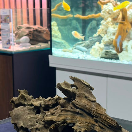 Natural Dragon Wood – Large Centerpiece Aquascaping Driftwood Piece