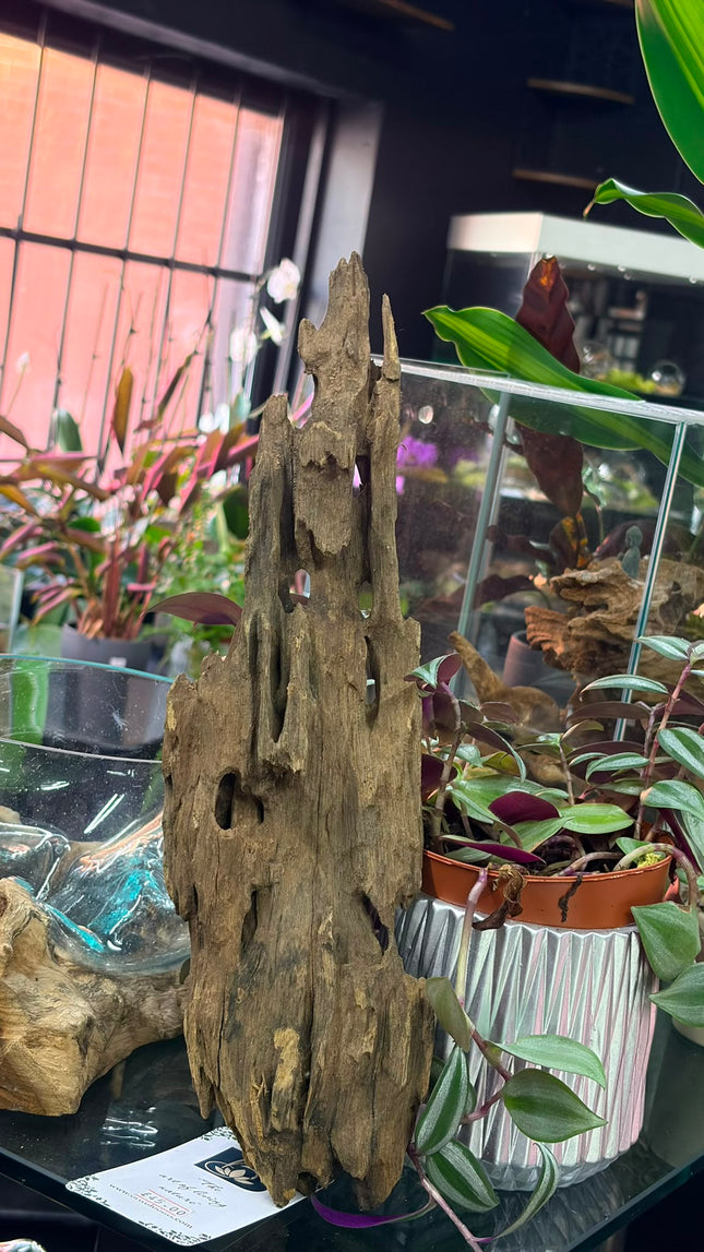 Natural Dragon Wood – Tall Spire / Tower Aquascaping Driftwood Piece