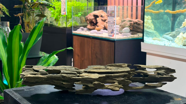 Natural Dragon Wood – Horizontal Log / Bridge Aquascaping Driftwood Piece