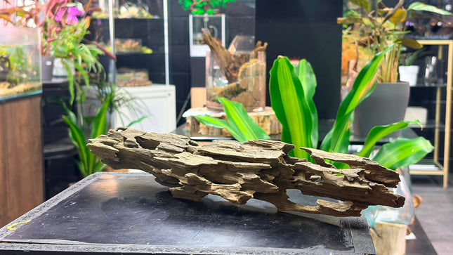 Natural Dragon Wood – Horizontal Log / Bridge Aquascaping Driftwood Piece