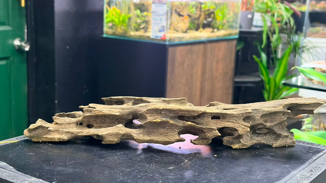 Natural Dragon Wood – Slender Horizontal Bridge Aquascaping Driftwood Piece