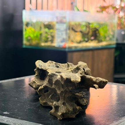 Natural Dragon Wood – Slender Horizontal Bridge Aquascaping Driftwood Piece