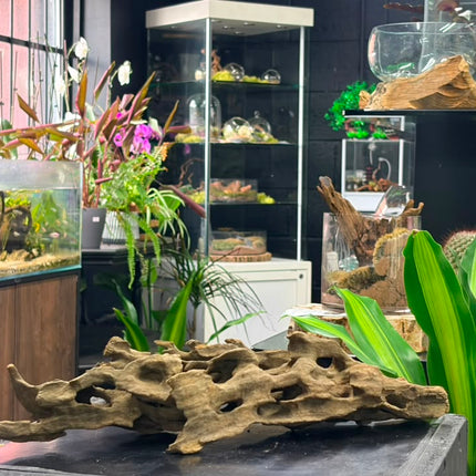 Natural Dragon Wood – Wide Horizontal Bridge Aquascaping Driftwood Piece