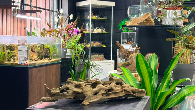 Natural Dragon Wood – Wide Horizontal Bridge Aquascaping Driftwood Piece