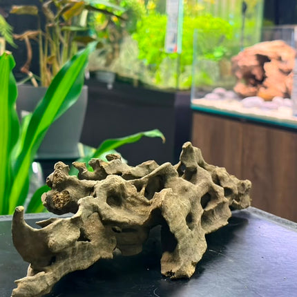Natural Dragon Wood – Wide Horizontal Bridge Aquascaping Driftwood Piece