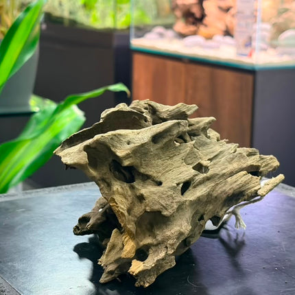 Natural Dragon Wood – Blocky Mountain Ridge / Mound Aquascaping Driftwood Piece