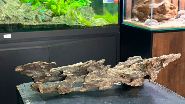 Natural Dragon Wood – Elongated Arch / Bridge Aquascaping Driftwood Piece