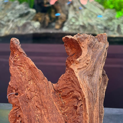Natural Malaysian Driftwood – Saddle Ridge / Forked Centerpiece Aquascaping Wood