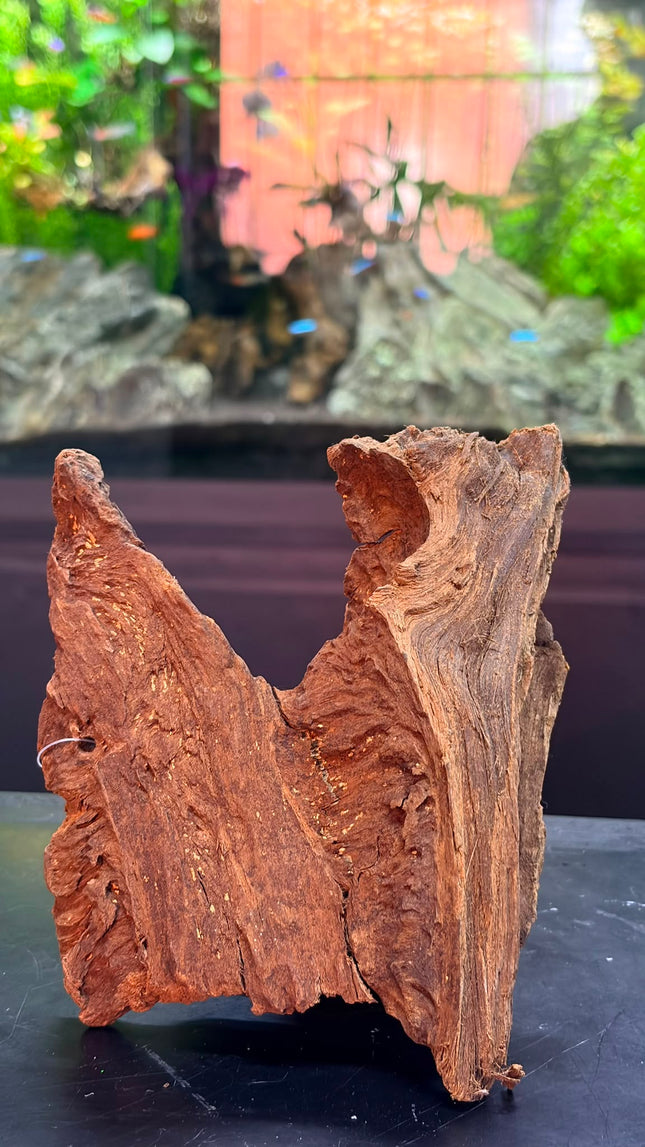 Natural Malaysian Driftwood – Saddle Ridge / Forked Centerpiece Aquascaping Wood