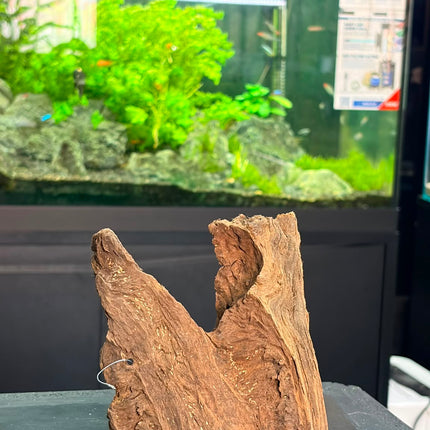Natural Malaysian Driftwood – Saddle Ridge / Forked Centerpiece Aquascaping Wood