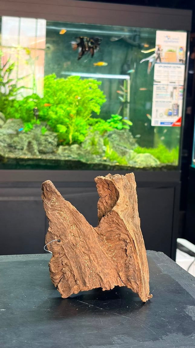 Natural Malaysian Driftwood – Saddle Ridge / Forked Centerpiece Aquascaping Wood