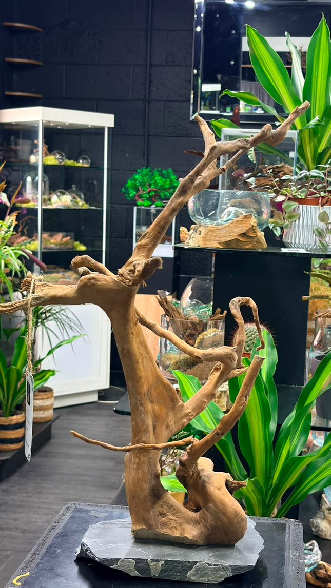 Natural Spiderwood Tree – Slate-Mounted Bonsai Tower Aquascaping Driftwood
