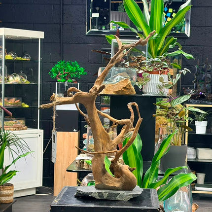 Natural Spiderwood Tree – Slate-Mounted Bonsai Tower Aquascaping Driftwood