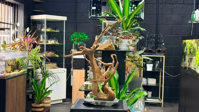 Natural Spiderwood Tree – Slate-Mounted Bonsai Tower Aquascaping Driftwood