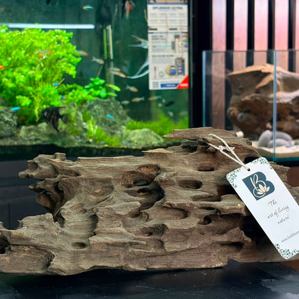 Natural Dragon Wood – Honeycomb Cave Log Aquascaping Driftwood Piece